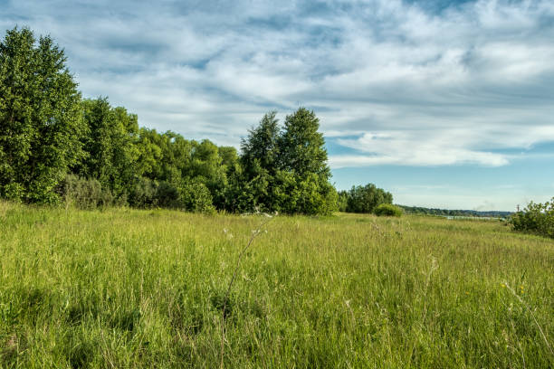 Forest on the background of the cloudy sky on a sunny day. The photo was taken in Chelyabinsk, Russia.