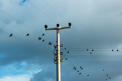 Electric wires and crows