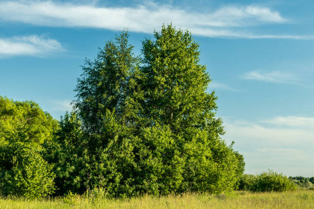 istock Green trees on a sunny day against the sky. 1368914780