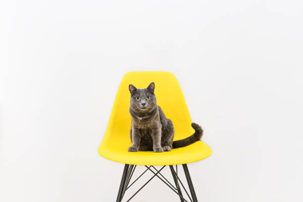 Funny grey home cat with big green eyes sits on a yellow chair indoor.