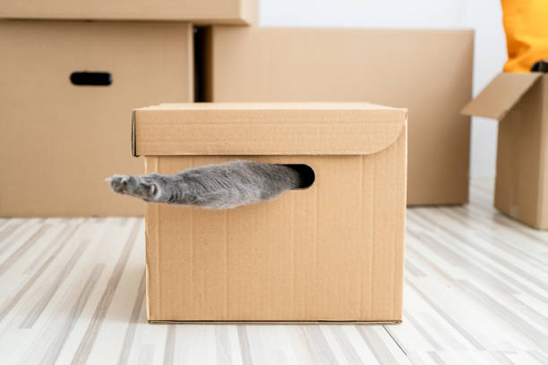 The cat stuck his paw out of a cardboard box and peeking through a hole.
