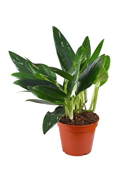 Photo of Tropical 'Monstera Standleyana' houseplant