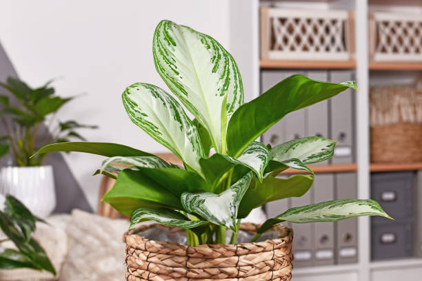 istock Potted tropical 'Aglaonema Silver Bay' houseplant 1368916972