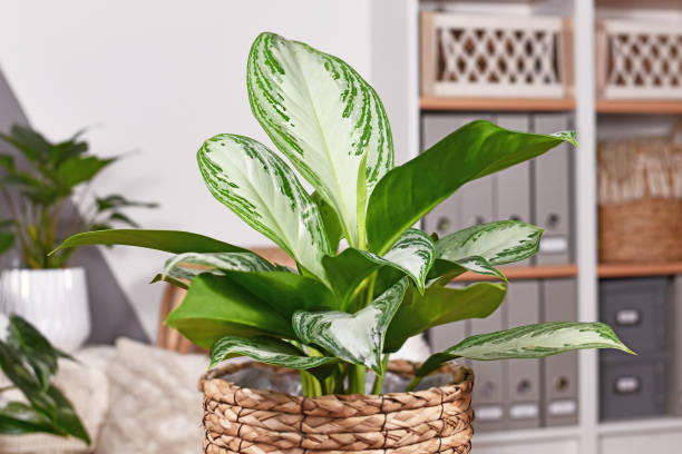 Potted tropical 'Aglaonema Silver Bay' houseplant Potted tropical 'Aglaonema Silver Bay' houseplant with silver pattern in basket ornamental plant stock pictures, royalty-free photos & images