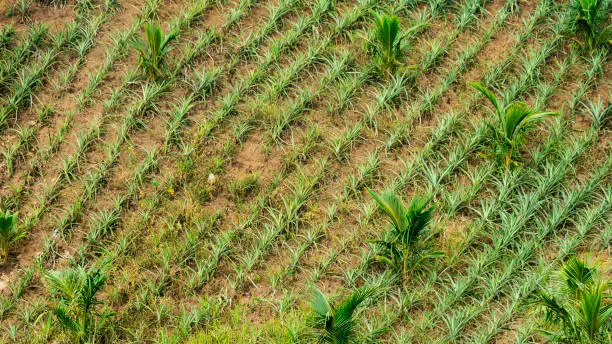 Photo of Pineapples seedlings intercropped with young Coconut trees at a hilly plantation with rich volcanic soil in Tagaytay, Cavite, Philippines.