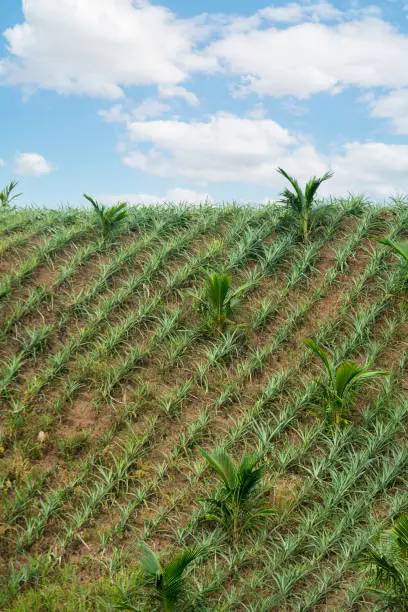 Photo of Pineapples seedlings intercropped with young Coconut trees at a hilly plantation with rich volcanic soil in Tagaytay, Cavite, Philippines.