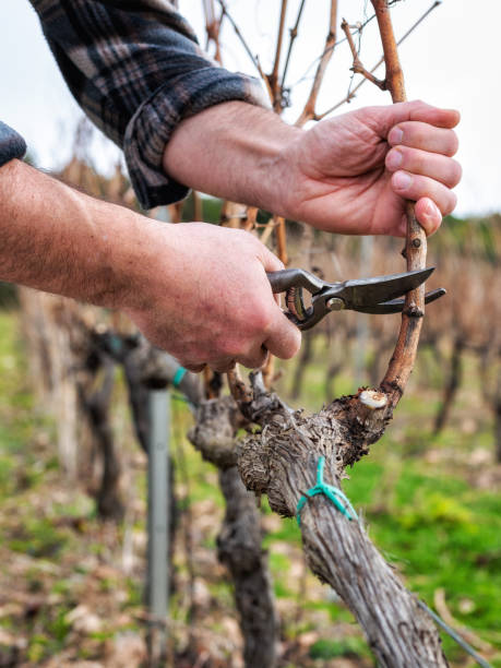 istock Farmer pruning the vine in winter. Agriculture. 1368918752