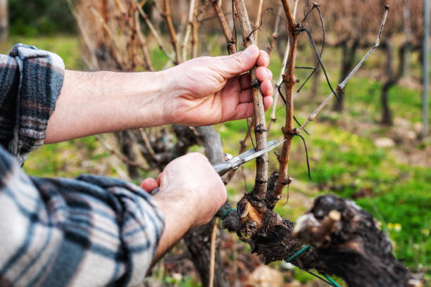 istock Farmer pruning the vine in winter. Agriculture. 1368918758