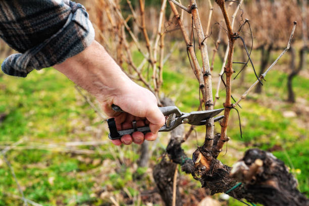 istock Farmer pruning the vine in winter. Agriculture. 1368918760