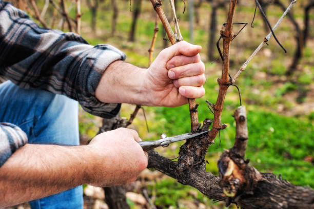 istock Farmer pruning the vine in winter. Agriculture. 1368918761