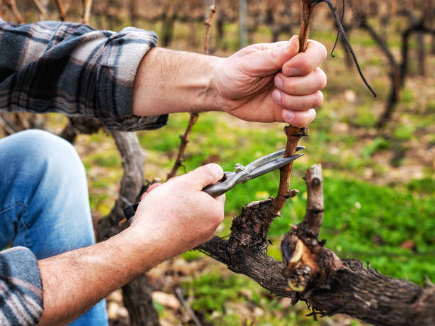 istock Farmer pruning the vine in winter. Agriculture. 1368918764