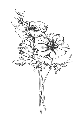 Hand drawn pencil illustration of poppies. Vectored image on transparent background.