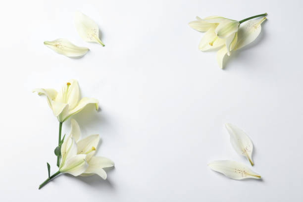 istock Frame of beautiful lily flowers on white background, flat lay. Space for text 1368923368