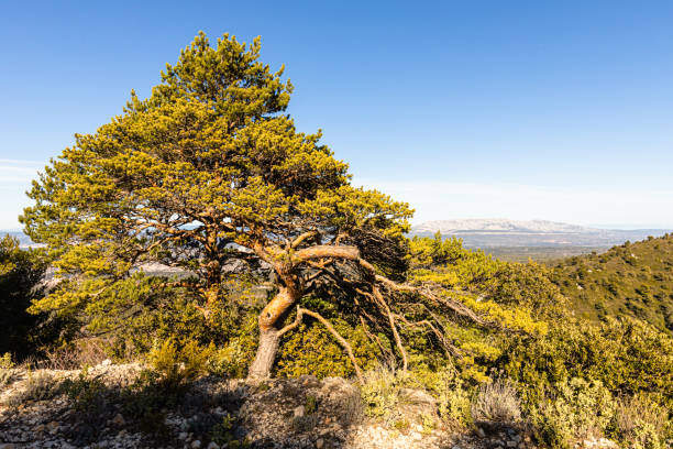 istock Le Pilon du Roi, on the Etoile mountain, between Aix-en-Provence and Marseille 1368923673