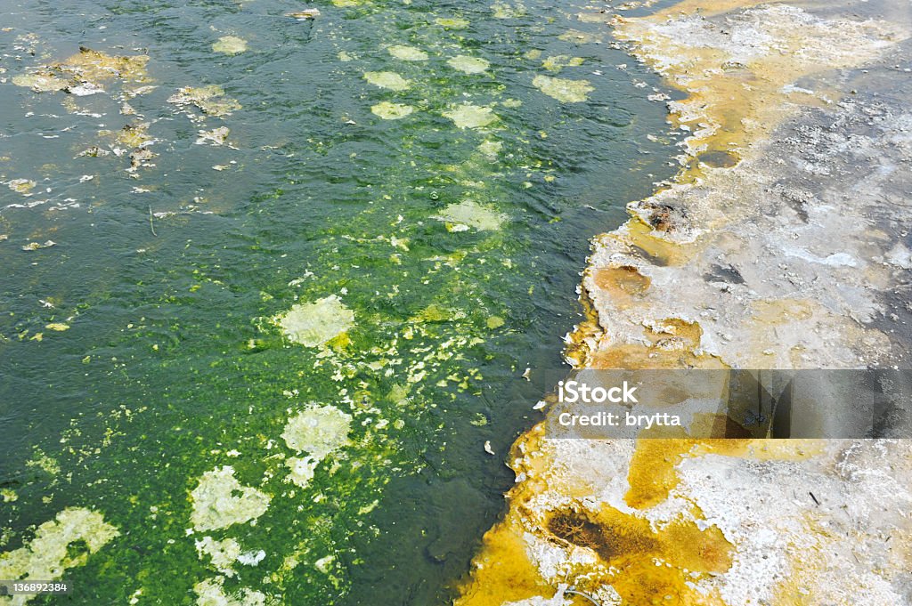 背景、バクテリアや海藻のビスケットの洗面台 - バクテリアマットのロイヤリティフリーストックフォト