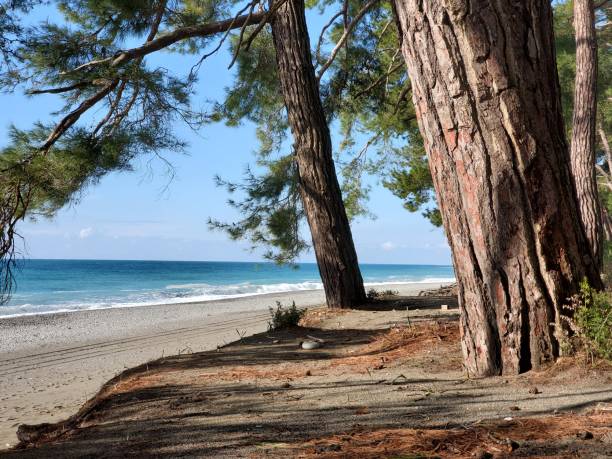 istock Pitsunda pine forest on coast by the blue sea 1368924149