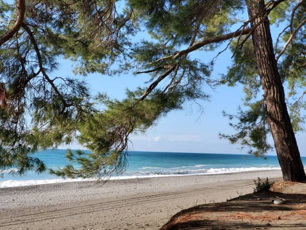 istock Pitsunda pine forest on coast by the blue sea 1368924153