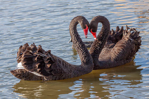 Black swan, Cygnus atratus, iconic courtship dance, their feathers ruffled up, their necks curvature forming a heart shape.