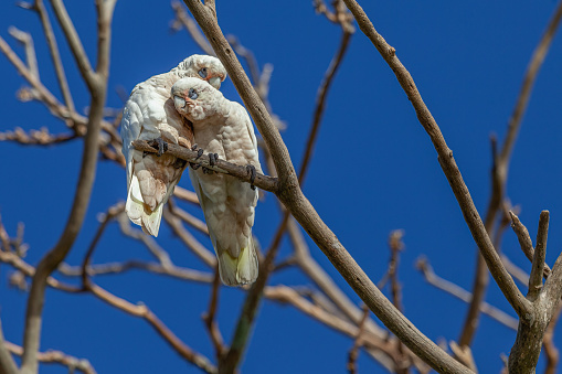 A couple of little corellas, Cacatua sanguinea, caring for each other on a tree branch against a clear, blue sky.