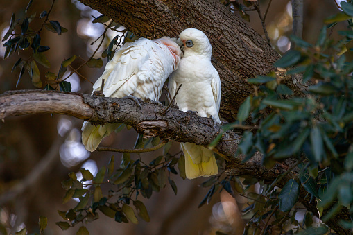 A couple of little corellas, Cacatua sanguinea, caring for each other on a tree branch.