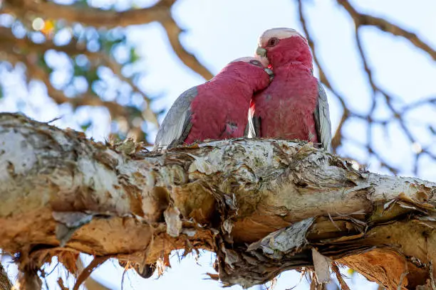 A galah, Eolophus roseicapillus, cares for its partner while perched on a tree branch.