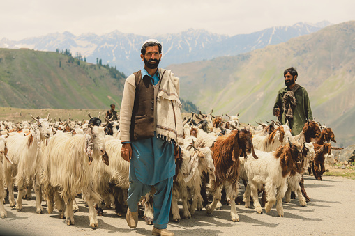 Gilgit Baltistan, Pakistan - July 08, 2021: Pakistan Shepherds in Traditional dress with goats, herd high in Gilgit Baltistan mountains