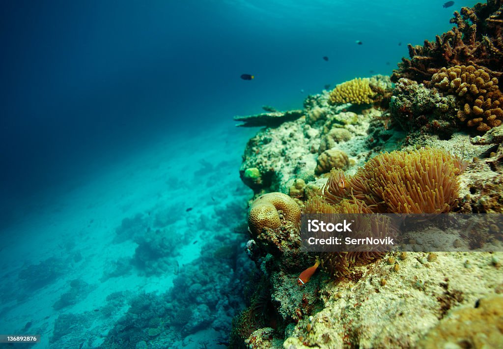 Colônia de peixe-palhaço - Foto de stock de Amphiprion Akallopisos royalty-free