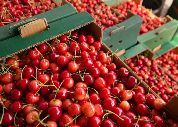 istock many cardboard boxes filled with red cherries, harvesting concept 1368929396