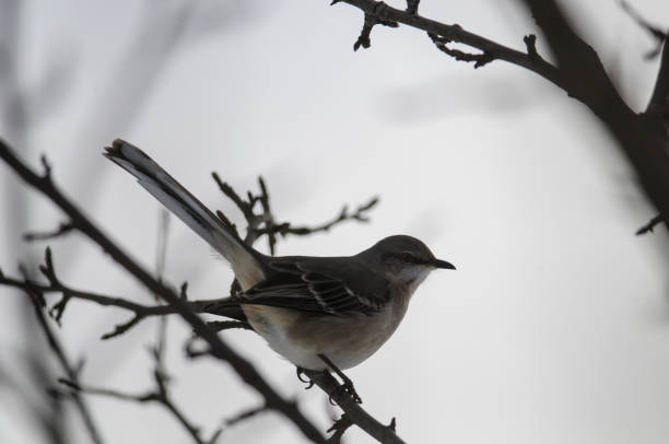 istock Northern Mockingbird with white background 1368931310