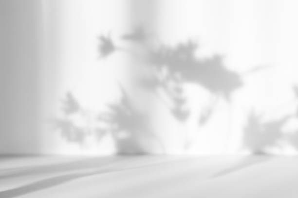 istock Abstract white studio background for product presentation. Empty room with shadows of window and flowers and palm leaves . 3d room with copy space. Summer concert. Blurred backdrop. 1368932066
