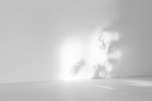 istock Abstract white studio background for product presentation. Empty room with shadows of window and flowers and palm leaves . 3d room with copy space. Summer concert. Blurred backdrop. 1368932166