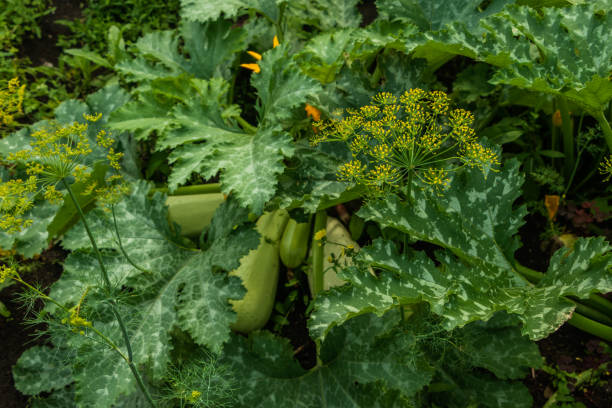 istock Dill grows in the garden among the greenery. 1368933377