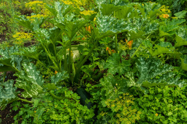 istock A large vegetable marrow grows in the garden. 1368933379
