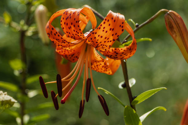 istock Beautiful lily with dots on the petals. 1368933436