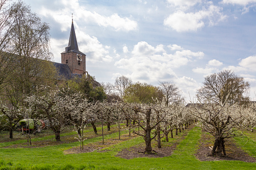 Rows of fruit trees bloom in the spring on the Betuwe near the village Erichem in the Netherlands near the village Erichem in the Netherlands.