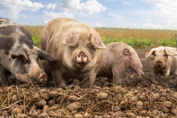 Pigs enjoy the potatoes in the field.