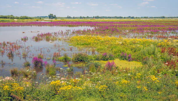 Color palette of flowering wild plants Color palette of flowering wild plants in a flooded part of the Noordwaard polder adjacent to the De Biesbosch National Park in the Dutch province of North Brabant. biodiversity stock pictures, royalty-free photos & images