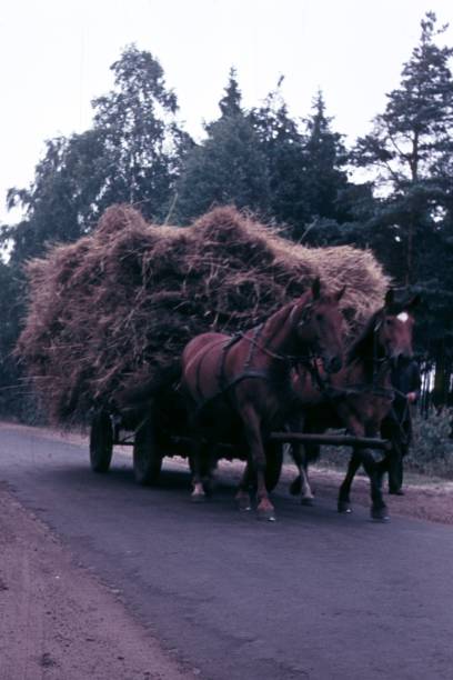 istock Hay cart pulled by a team of horses 1368934804