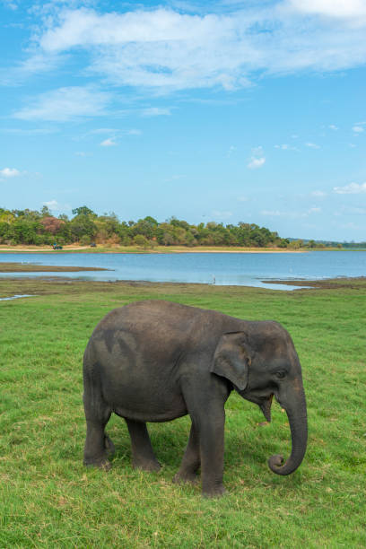 Elephant walking near lake, Sri Lanka stock photo