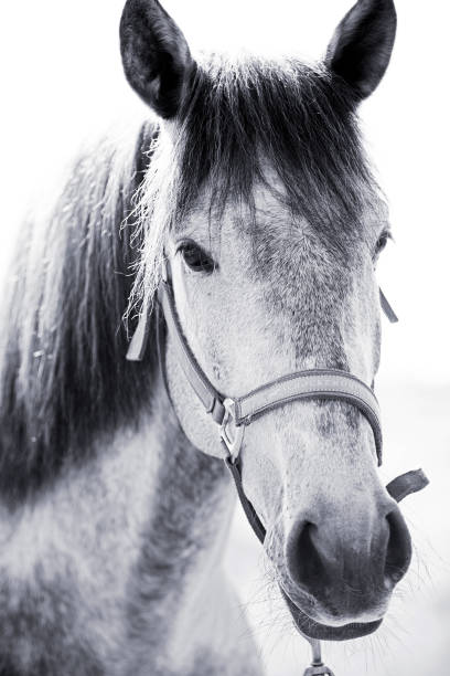 istock Horse portrait 1368936528
