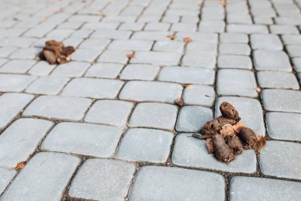 istock Dog excrement is scattered on the sidewalk outside 1368936558