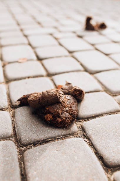 istock Dog feces on paving slabs 1368936571