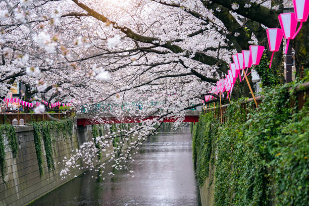 東京都の目黒川沿いの桜並木