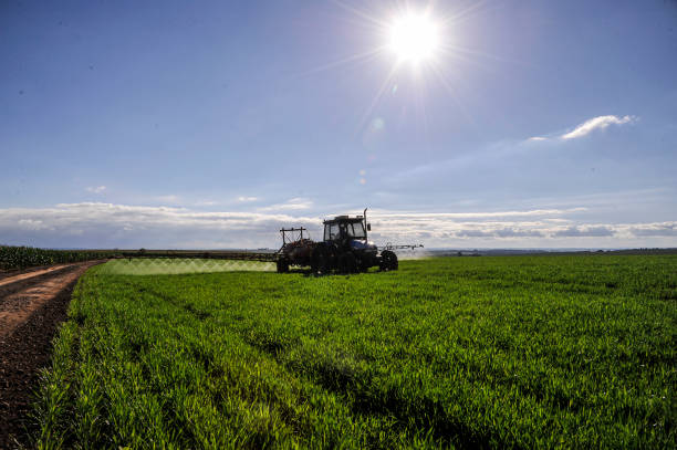 istock Tractor working on pesticide spraying on wheat plantation 1368937367