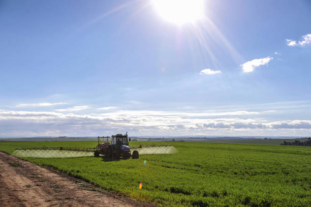 istock Tractor working on pesticide spraying on wheat plantation 1368937414