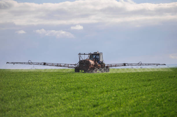 istock Tractor working on pesticide spraying on wheat plantation 1368937432