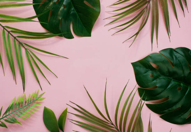 istock Tropical palm leaves on pink background for design. Summer Styled. High quality image. Top view 1368938530