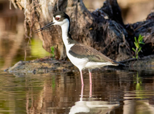 istock Black-necked stilt catching a small killifish 1368940104