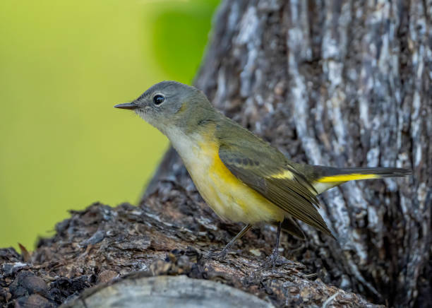 istock Female Redstart Warbler up close 1368940109