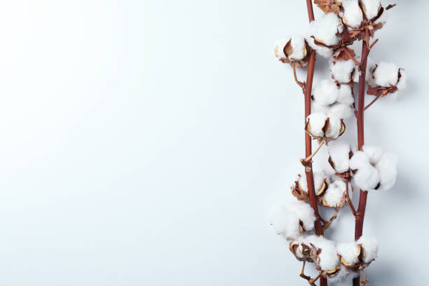 istock Cotton plant branches on white background, space for text 1368941032